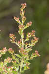 Hairy pinweed